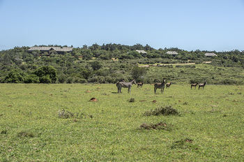 Kariega Game Reserve Settlers Drift Alexandria  Exterior foto