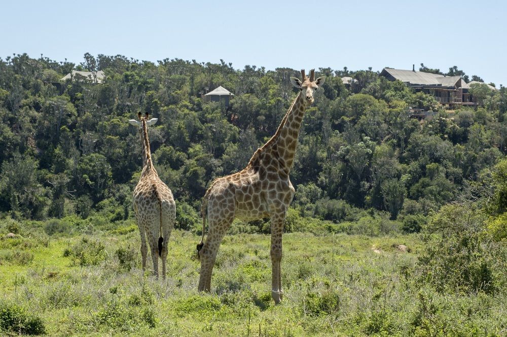 Kariega Game Reserve Settlers Drift Alexandria  Exterior foto
